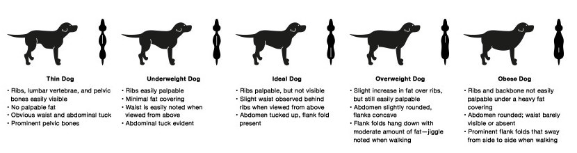 How to Visually Assess Your Dog’s Body Condition