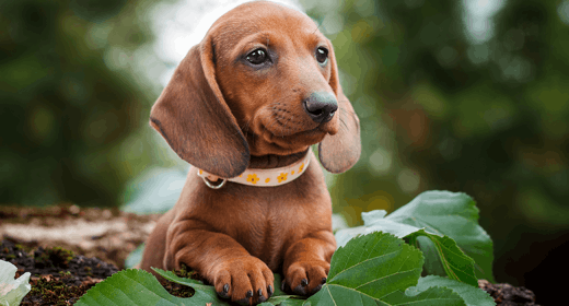 Secretos de alimentación para cachorros de razas pequeñas
