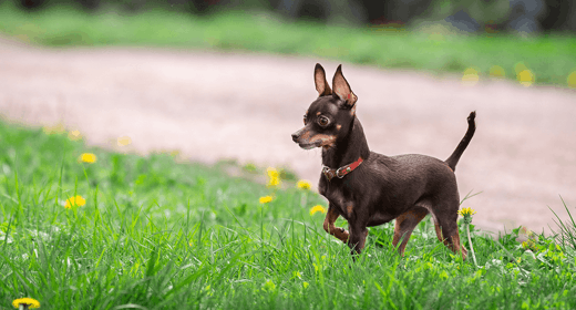 ¿Por qué los perros se comen el césped?