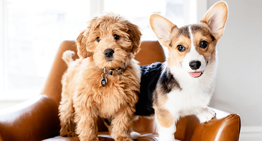 Conceptos básicos de cachorros: nutrición para razas pequeñas y de juguete