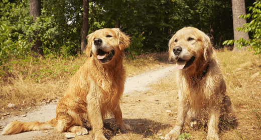 Consejos para Cuidar a Perros de raza grande