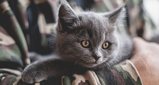 5 consejos para ayudar a tu gatito a vivir una vida larga y saludable
