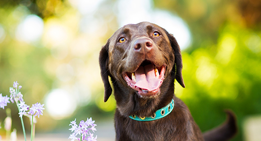 Una dieta saludable para su perro puede significar buena salud para usted