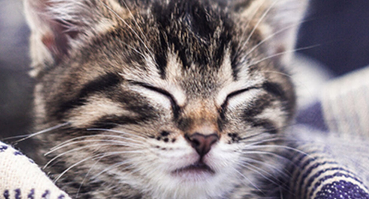 Conceptos básicos sobre gatitos: ¿Los gatitos tienen bolas de pelo?