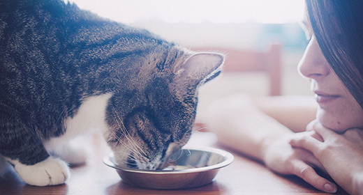 ¿Está listo su gatito para la comida para gatos adultos?