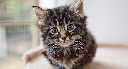 Conceptos básicos sobre gatitos: cómo mantener a tu gatito en buen estado de salud