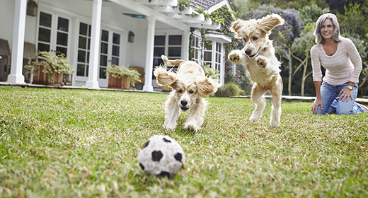 Conceptos básicos de cachorros: consejos de entrenamiento de expertos
