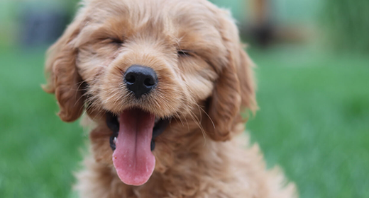 Conceptos básicos sobre cachorros: cómo mantener la piel y el pelaje de tu cachorro saludables