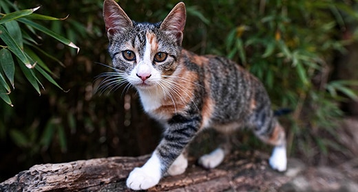 La importancia del aceite de pescado en la comida para gatitos
