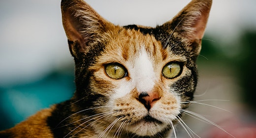 Por qué los antioxidantes son buenos para su gato