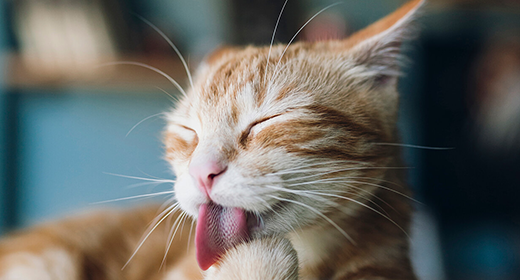 Problemas estomacales en los gatos: por qué los gatos vomitan y qué hacer