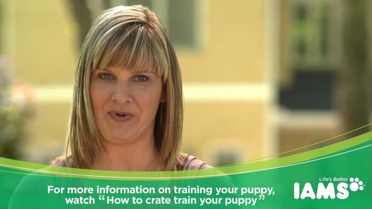 How to house train a puppy