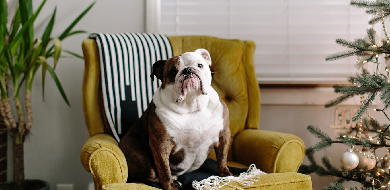 article how l carnitine can help your dog lose weight headere13a4ce96b1f6394958cff050067515e