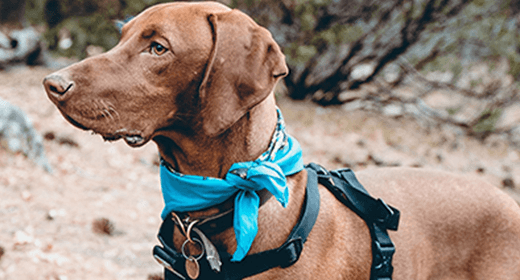 Como se usan los conservadores en la comida para perro IAMS