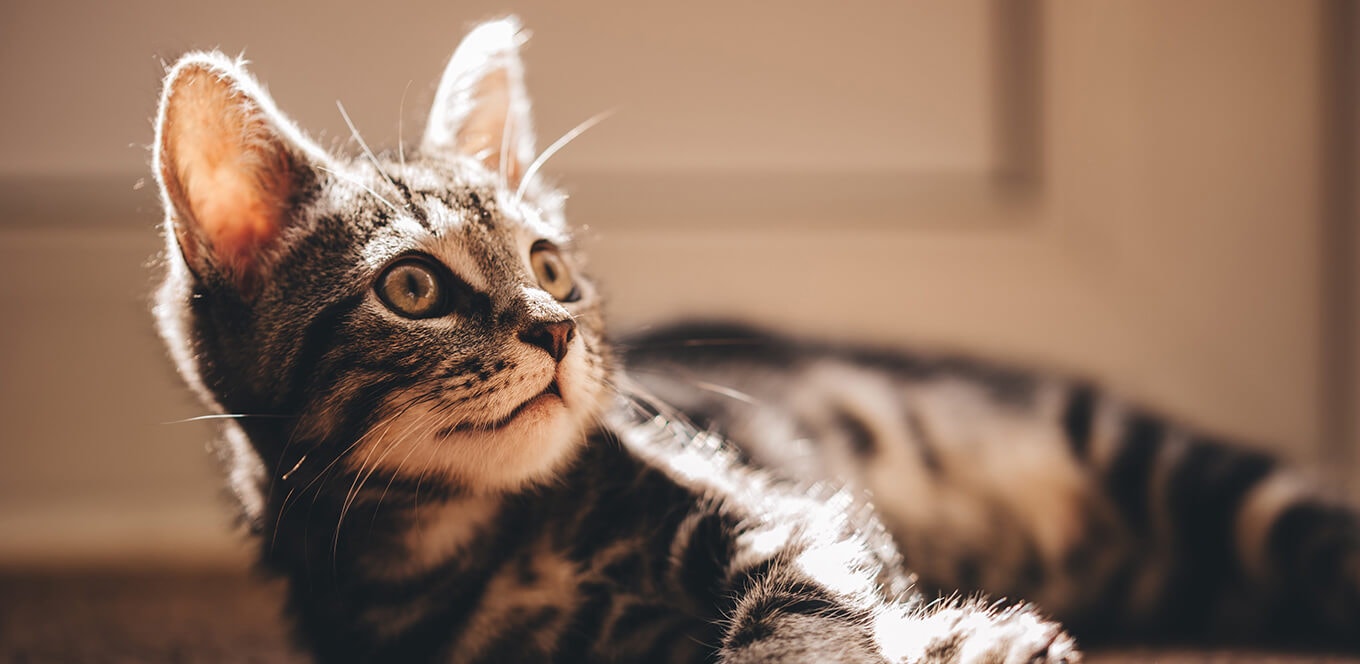 Kitten Basics: How to Keep Your Kitten in Good Health