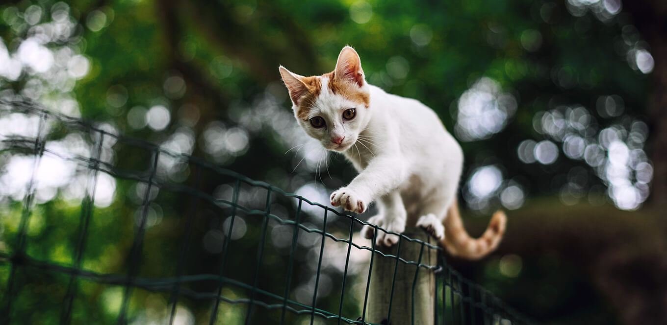 Mitos sobre alimentar a tu gatito con una dieta de carne cruda