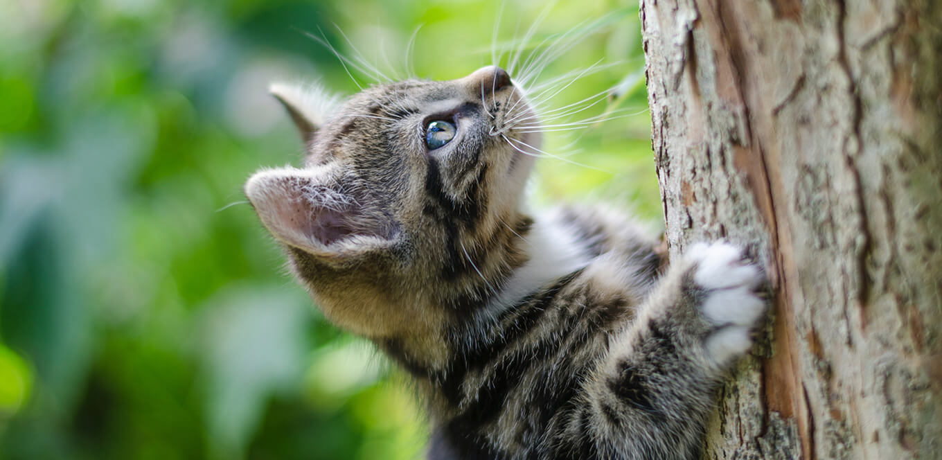 Mitos sobre alimentar a tu gatito con una dieta de carne cruda