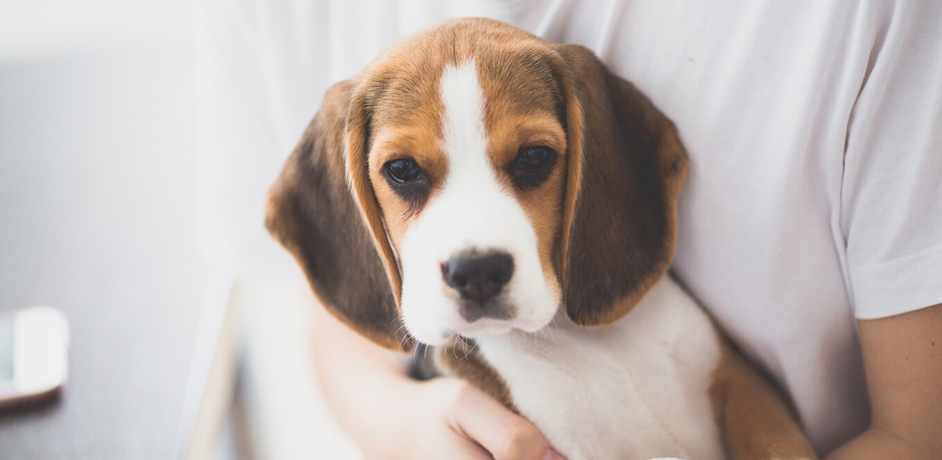 Conceptos básicos de cachorros: consejos y trucos de alimentación