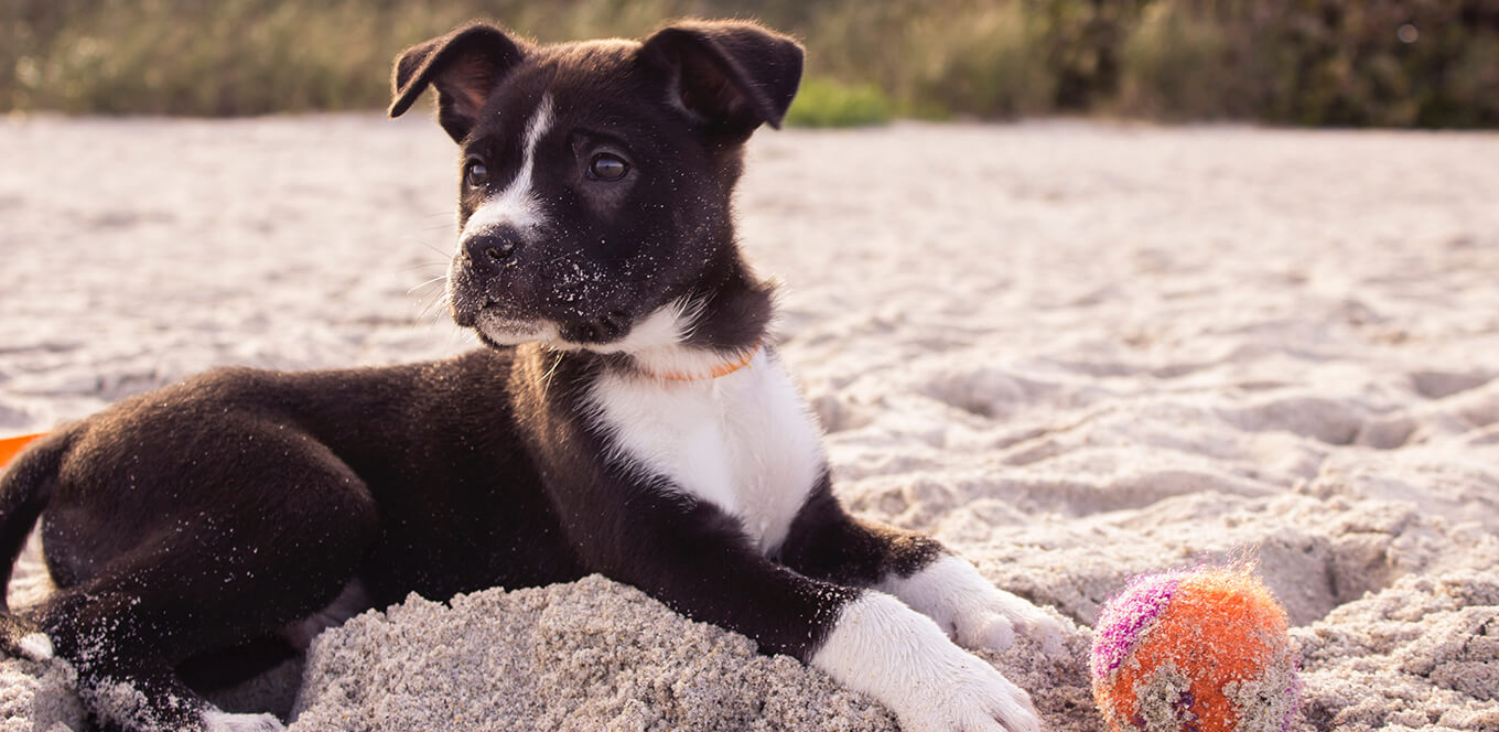 Información básica sobre cachorros: consejos de alimentación para los primeros 6 meses