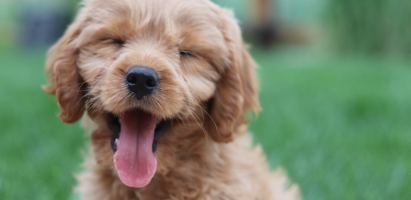 article puppy basics keeping your puppy skin and coat healthy header