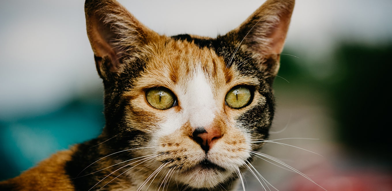 Por qué los antioxidantes son buenos para su gato