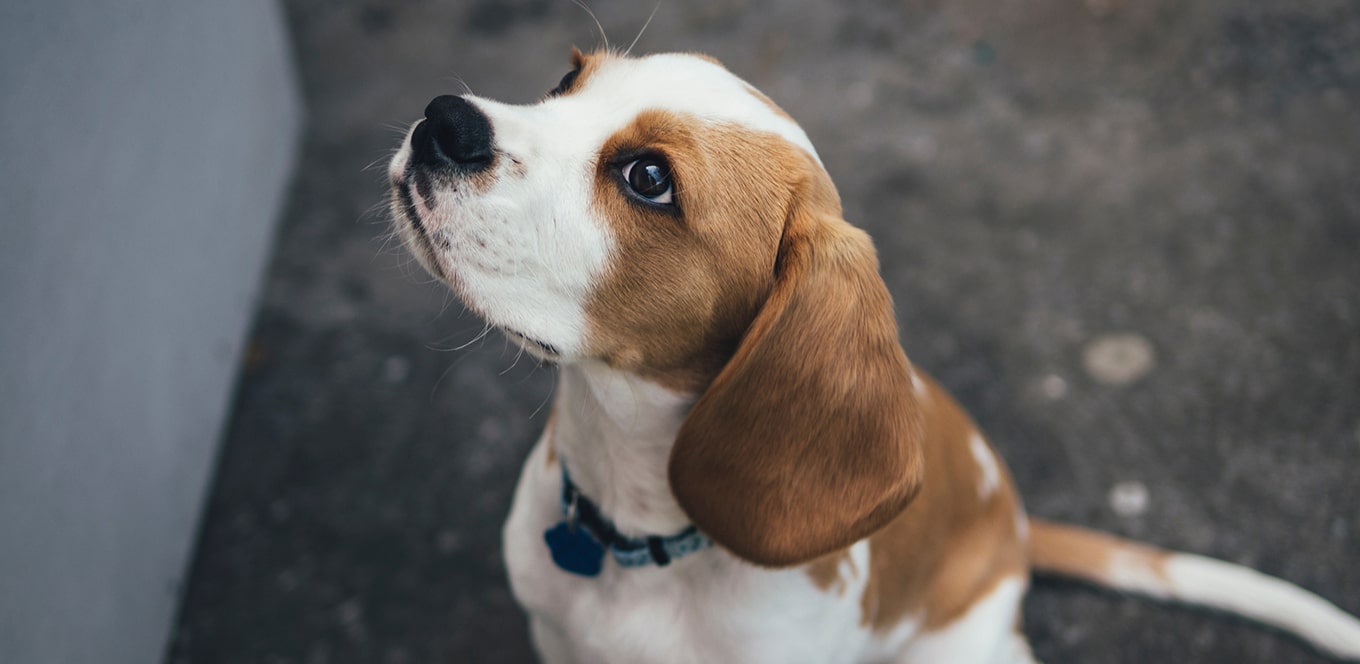 Conceptos básicos de cachorros: consejos y trucos de alimentación