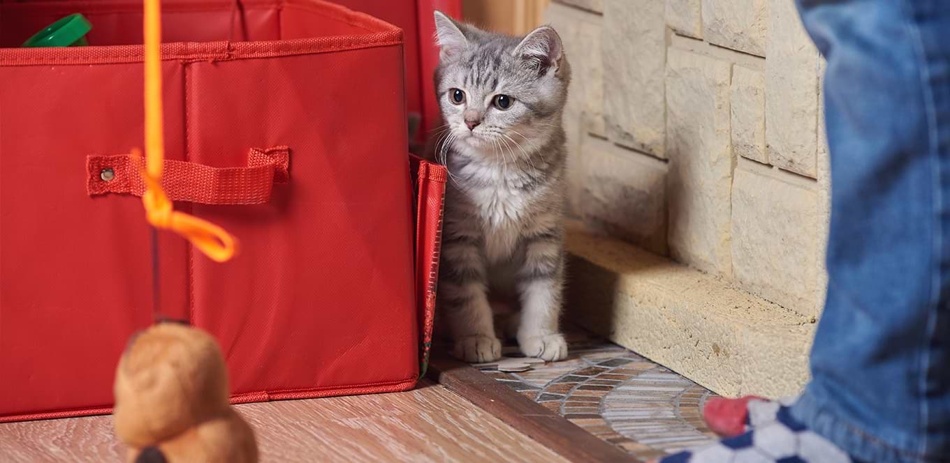 Cómo crear un entorno enriquecedor para tu gatito