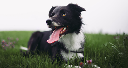 Pollo: la Fuente de proteína completa para tu perro 