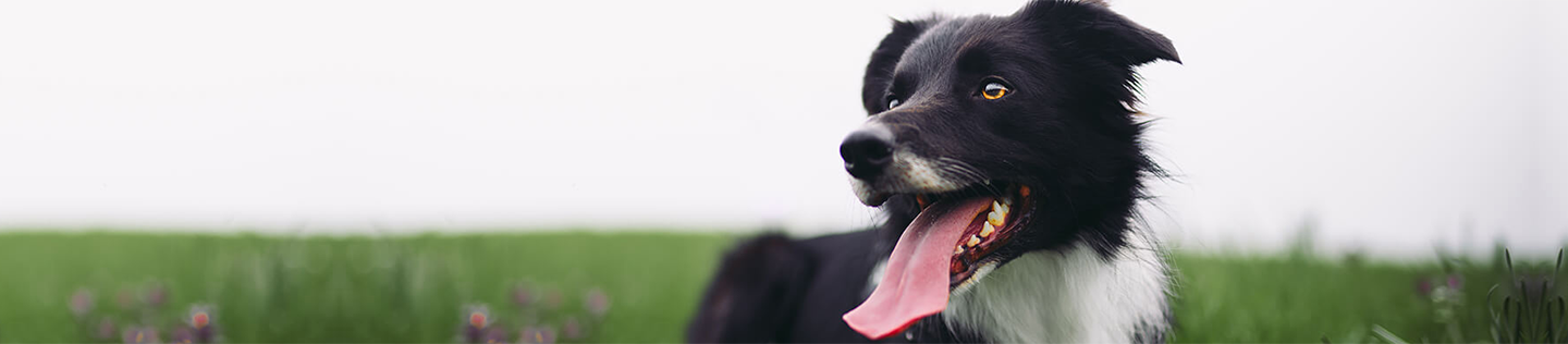 Pollo: la Fuente de proteína completa para tu perro