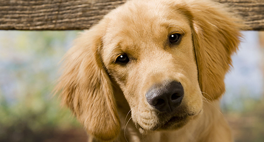 Información básica sobre cachorros: consejos de alimentación para los primeros 6 meses