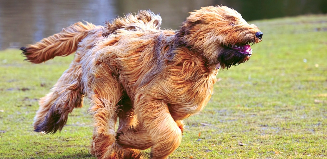 ¿Cuánto ejercicio necesita mi perro?