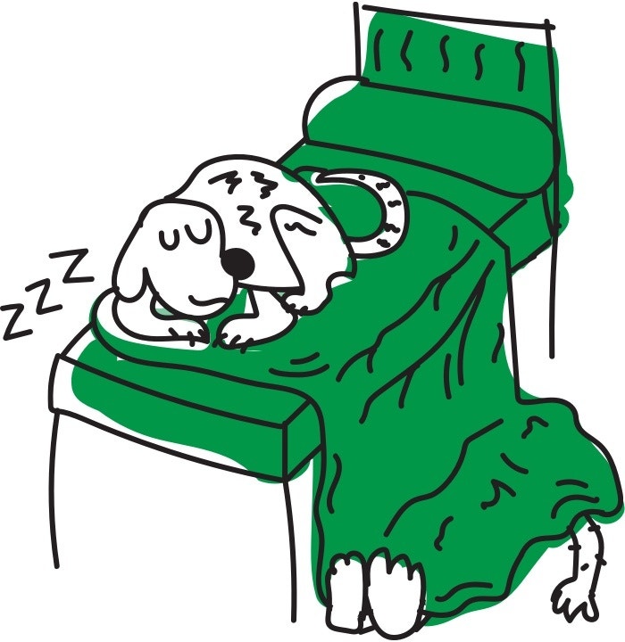 Consejos para Cuidar a Perros de raza grande