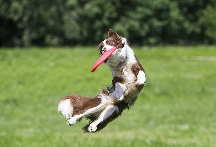 Consejos para Cuidar a Perros de raza grande