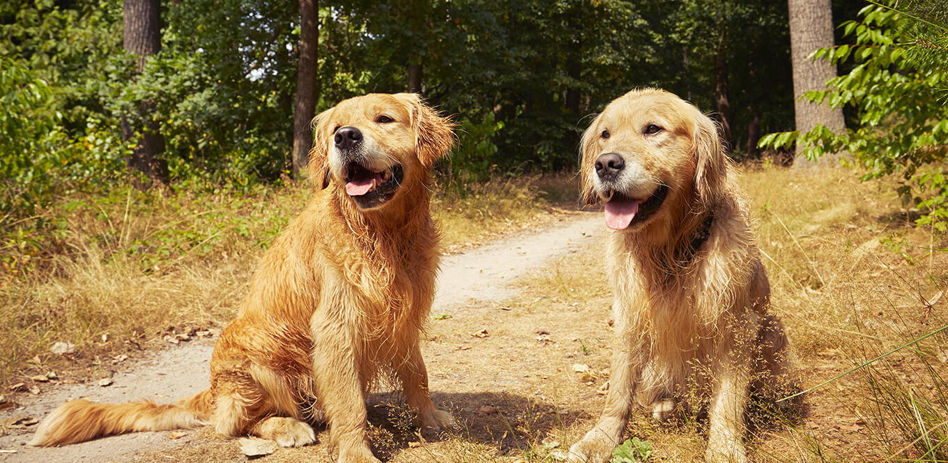 Consejos para Cuidar a Perros de raza grande