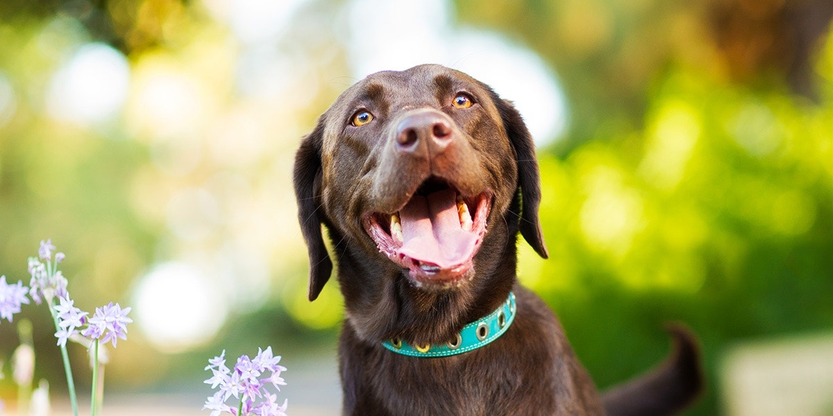 Una dieta saludable para su perro puede significar buena salud para usted