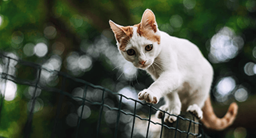 Mitos sobre alimentar a tu gatito con una dieta de carne cruda