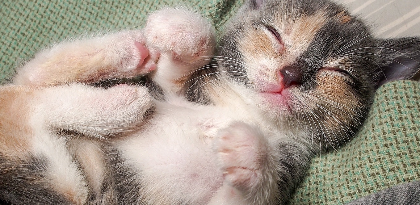 Our Favorite Tips to Train a Kitten