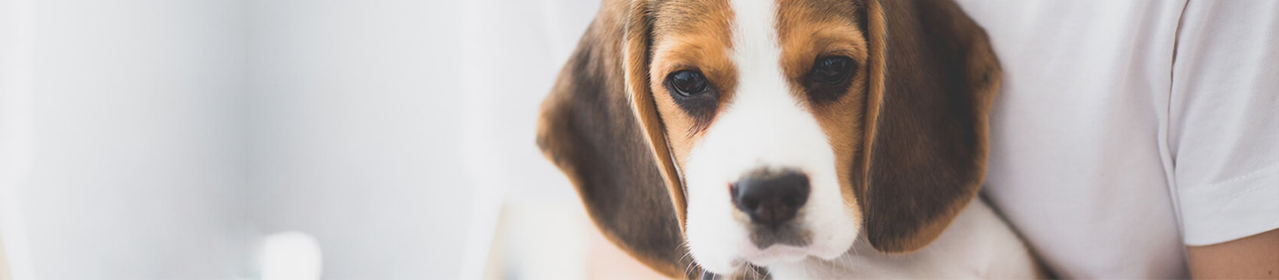 Conceptos básicos de cachorros: consejos y trucos de alimentación