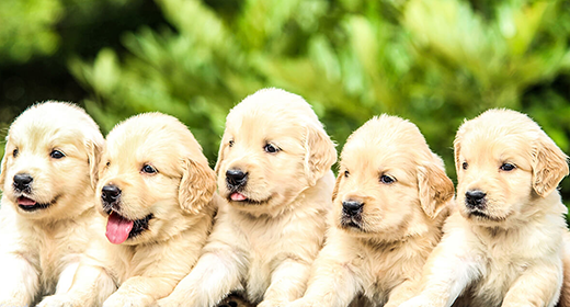 Conceptos básicos del cachorro: seleccionar la comida adecuada