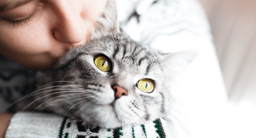 La salud de tu gato de 1 a 8 años