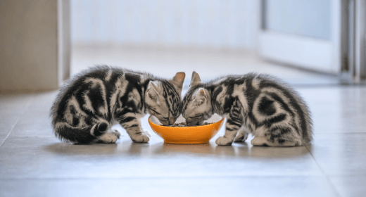 Conceptos básicos sobre gatitos: Datos sobre los subproductos en la comida para gatitos