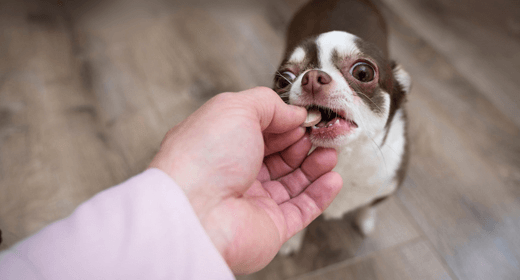 ¿Mi perro necesita vitaminas adicionales? 