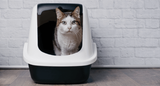 Como mantener la via urinaria de tu gato en forma