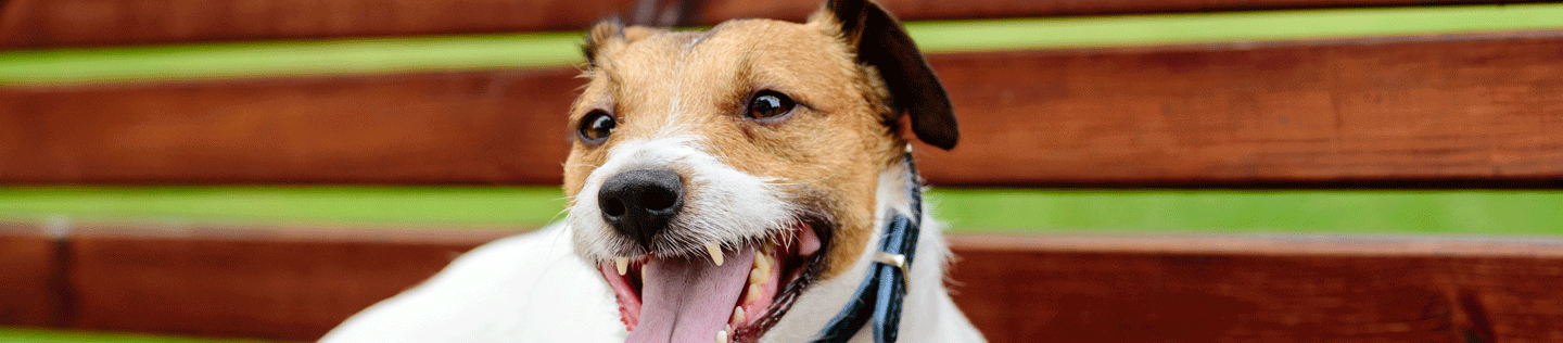 ¿Por qué los perros se bofean?