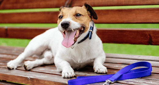 ¿Por qué los perros se bofean?