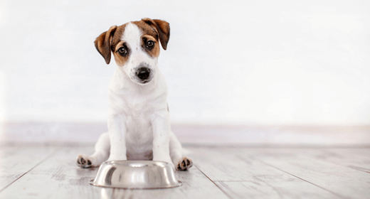 ¿Por qué la etoxiquina es importante para la salud de su perro?