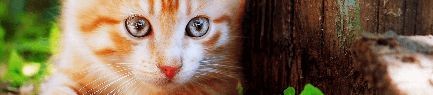 Conceptos básicos de los gatitos: datos importantes sobre las proteínas