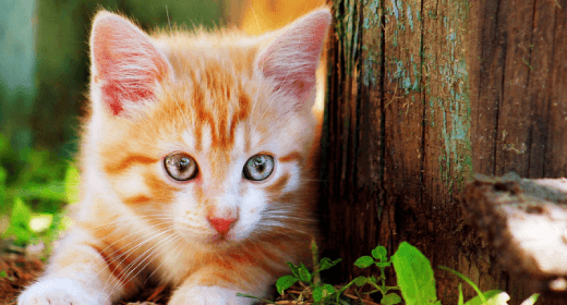 Conceptos básicos de los gatitos: datos importantes sobre las proteínas