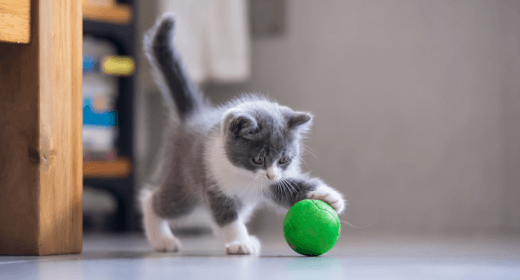 Nuestros consejos favoriros para entrenar a los gatitos