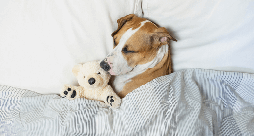 ¿Por qué los perros duermen tanto? Echamos un vistazo de la A a la Zzz del problema